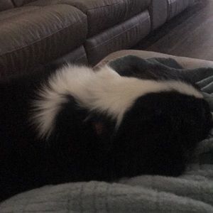 Meet your Posher, Magen